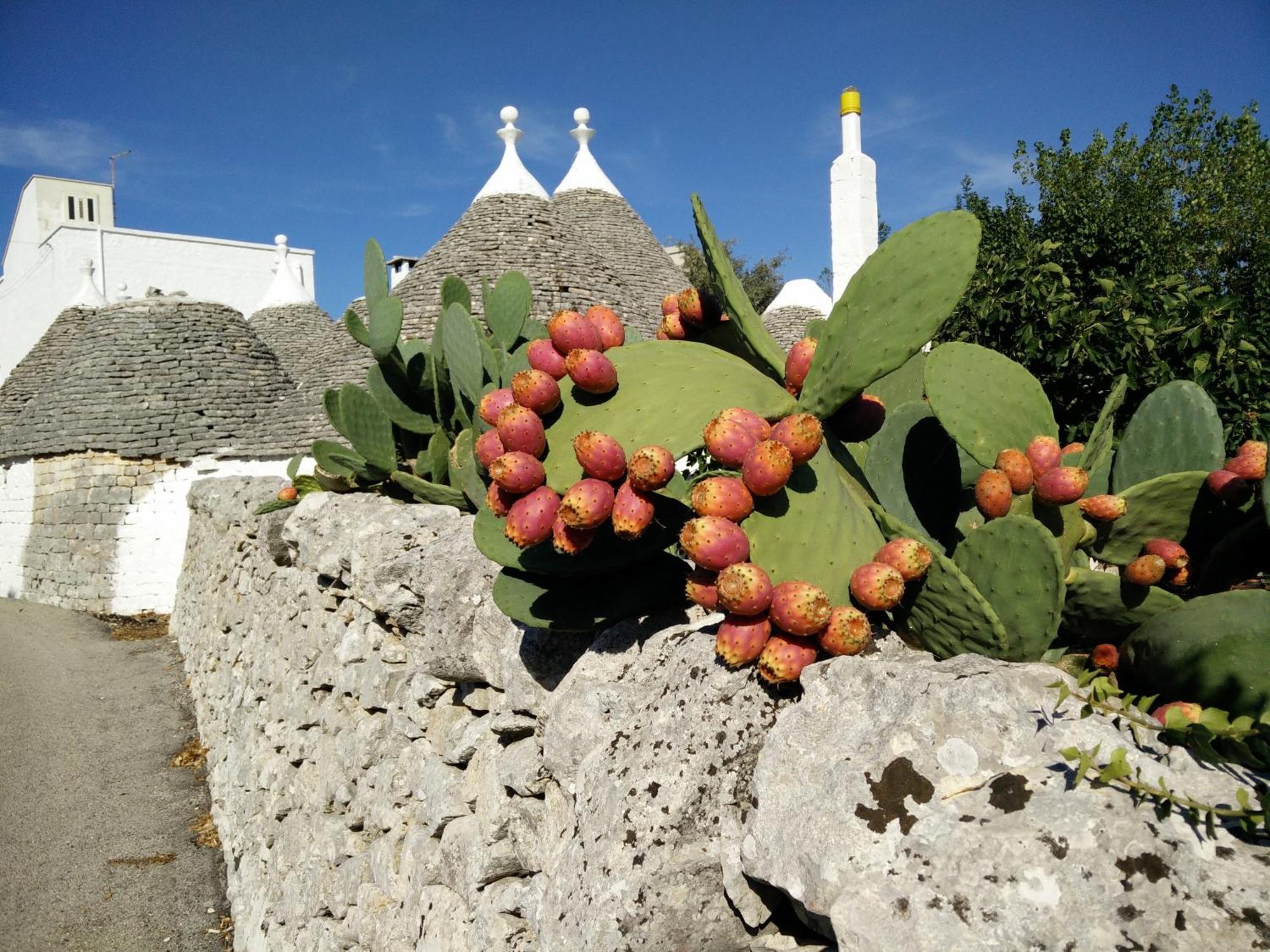 Bed & Breakfast La Collinetta Locorotondo Exterior foto